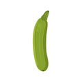 Flat vector of Zucchini isolated on white