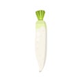Flat vector of Daikon Radish isolated on white Royalty Free Stock Photo