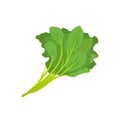 Flat vector of Kale isolated on white background.