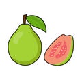 fresh guava fruit illustration to keep everyone healthy