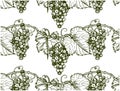 Sketch hand drawn pattern of engraved grapes and leaves on branch isolated on white background. Royalty Free Stock Photo