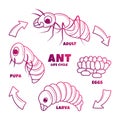 Simple hand drawn of Ant Life Cycle Illustration