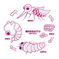 Hand drawn of Mosquito Life Cycle Illustration