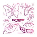 Butterfly Life Cycle hand drawn Illustration