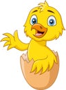 Cute baby chick cartoon coming out of an egg Royalty Free Stock Photo