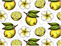 Sketch hand drawn pattern of yellow lemon with green leaves and white exotic flower isolated on white background. Royalty Free Stock Photo