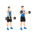 Man doing ez barbell curl. Flat vector illustration Royalty Free Stock Photo