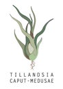 Tillandsia Caput-Medusae Royalty Free Stock Photo
