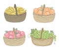 Collection. Basket with ripe bunches of grapes, apples, orange, banana. Image in modern single line style. Solid line, decor outli