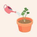 Watering coriander in a pot are Growing up is a soft shoot Flat Vector