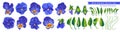 Vector Pansies, Blue, Blue and Yellow Viola flowers. Royalty Free Stock Photo