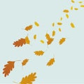 Autumn windy background with falling oak leaves. Royalty Free Stock Photo