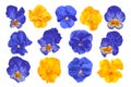 Set of realistic vector Pansies. Large inflorescences of yellow and blue plants isolated on white background.