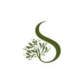 Letter S Luxury Olive Oil tree