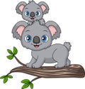 Cute mother koala and baby on a tree branch Royalty Free Stock Photo