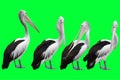 collection of pelicans