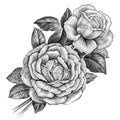 Rose flower vintage bunch floral bouquet botany Baroque Victorian ornament leaf engraved pattern damask decorative tattoo vector