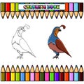 cartoon Quail for coloring book