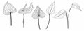 Big set of vector handdrawn Anthurium (a.k.a. Tailflower, Flamingo Flower) leaves on white background.