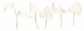 Big set of vector golden line handdrawn Anthurium flowers leaves on white background.