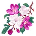 Vector branch with pink and white spring flowers. Realistic fruit tree branch. Royalty Free Stock Photo