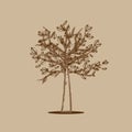 Abstract stylized tree Royalty Free Stock Photo