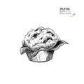 Bakery set. Hand drawn isolated muffin or cupcake. Breakfast traditional sweet bakery. Vector engraved icon. For