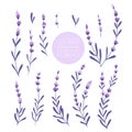 Elegant lavender buds isolated on the white background. Set of lavender flowers. Lavander design elements