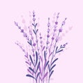 Beautiful and elegant lavender buds on the purple background. Vector card design with flowers in hand-drawn style