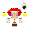 Tongue taste areas. Four sections of projection - sweet, salty, sour and bitter - represented by chocolate, salt, lemon and black