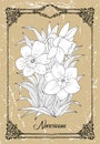 Vector black and white drawing of Narcissus flower on texture background Royalty Free Stock Photo