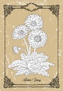 Vector drawing of Gerber Daisy flower on texture background. Royalty Free Stock Photo