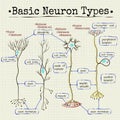 Basic types of neurons