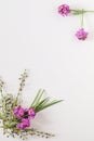 Basic white flat lay background image featuring purple wallflowers and boronia stems and long green leaves with copy space