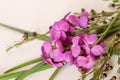 Basic white flat lay background image featuring purple wallflowers and boronia stems and long green leaves with copy space