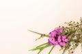 Basic white flat lay background image featuring purple wallflowers and boronia stems and long green leaves with copy space