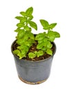 Basil 011 Royalty Free Stock Photo