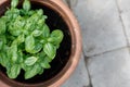 Basil Royalty Free Stock Photo