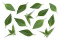 Green fresh basil leaves Ocimum basilicum pattern texture on white background. Royalty Free Stock Photo