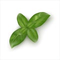 Green basil leaves on white background