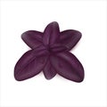 Purple fine-leaved basil