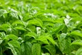 Basil Royalty Free Stock Photo