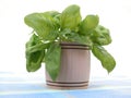Basil Royalty Free Stock Photo