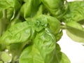 Basil Royalty Free Stock Photo