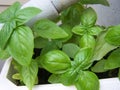 Basil Royalty Free Stock Photo