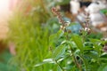 Sweet basil, Thai basil Ocimum basilicum Linn. on nature background.