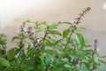 Sweet basil, Thai basil Ocimum basilicum Linn. on nature background.