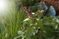 Sweet basil, Thai basil Ocimum basilicum Linn. on nature background.