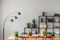 Basil and apples on wooden table in grey dining room interior with lamp and plants on shelves Royalty Free Stock Photo