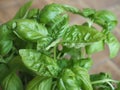 Basil Basilicum plant